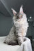 Bright | Maine Coon Kitten