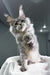 Bright | Maine Coon Kitten