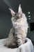 Bright | Maine Coon Kitten