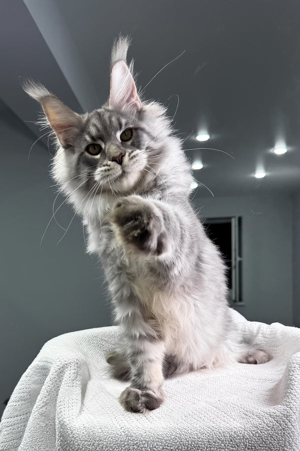 Bright | Maine Coon Kitten