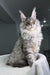 Bright | Maine Coon Kitten
