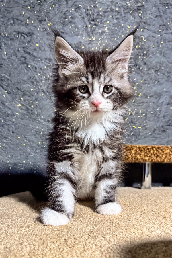 Brizz | Maine Coon Kitten