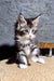 Brizz | Maine Coon Kitten