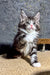 Brizz | Maine Coon Kitten