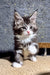 Brizz | Maine Coon Kitten