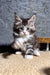 Brizz | Maine Coon Kitten