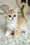 Bruce | British Shorthair Kitten