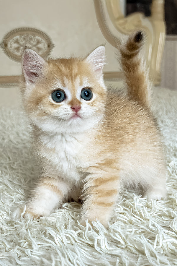 Bruce | British Shorthair Kitten