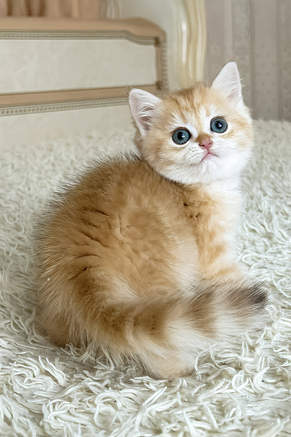 Meet Bruce British Shorthair Kitten Green Eyes - Main Image