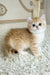 Bruce | British Shorthair Kitten