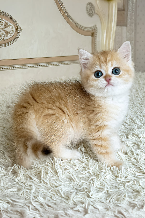 Bruce | British Shorthair Kitten