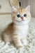 Bruce | British Shorthair Kitten