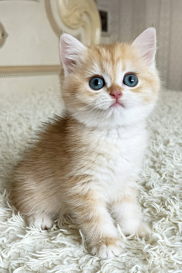 Bruce | British Shorthair Kitten