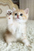 Bruce | British Shorthair Kitten