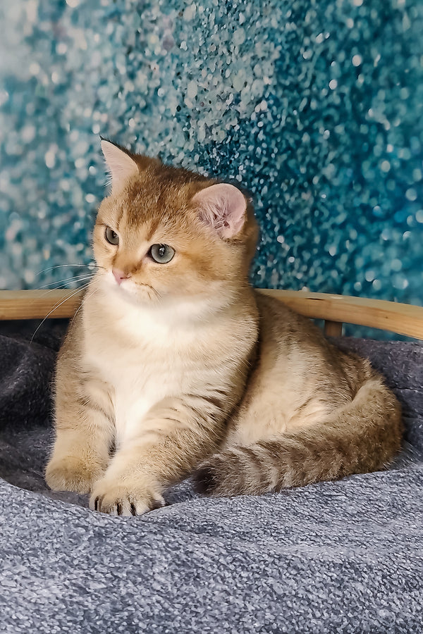 Jakob | British Shorthair Kitten