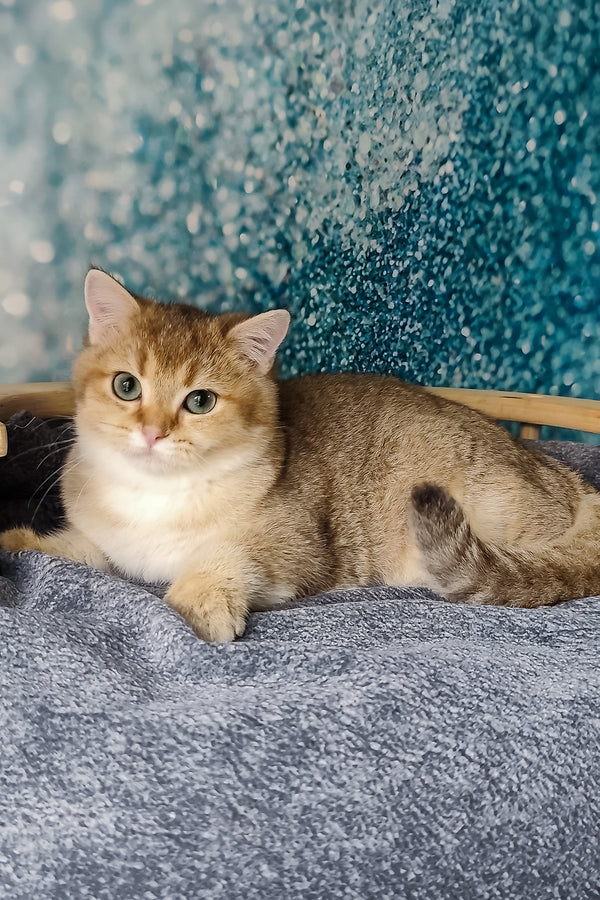Jakob | British Shorthair Kitten