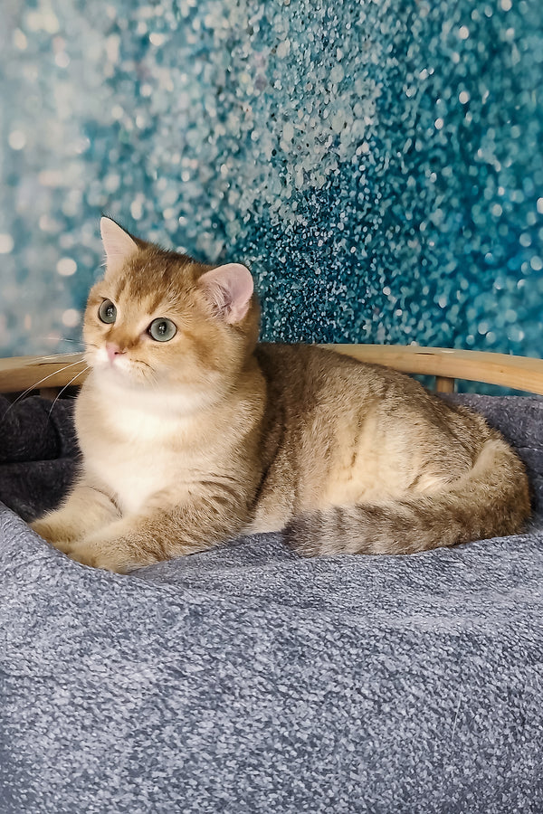 Jakob | British Shorthair Kitten