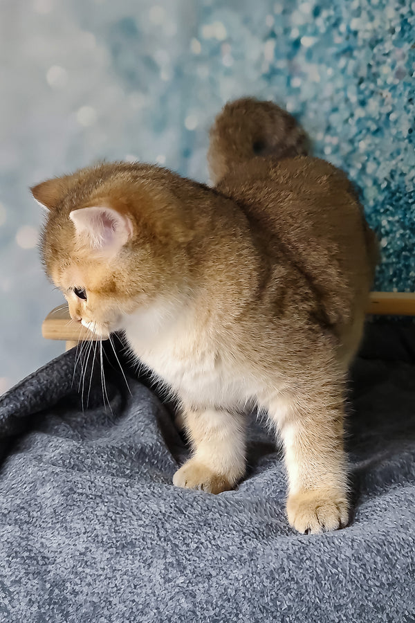 Jakob | British Shorthair Kitten