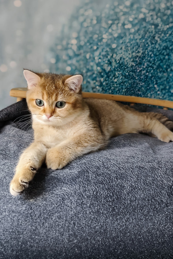 Jakob | British Shorthair Kitten