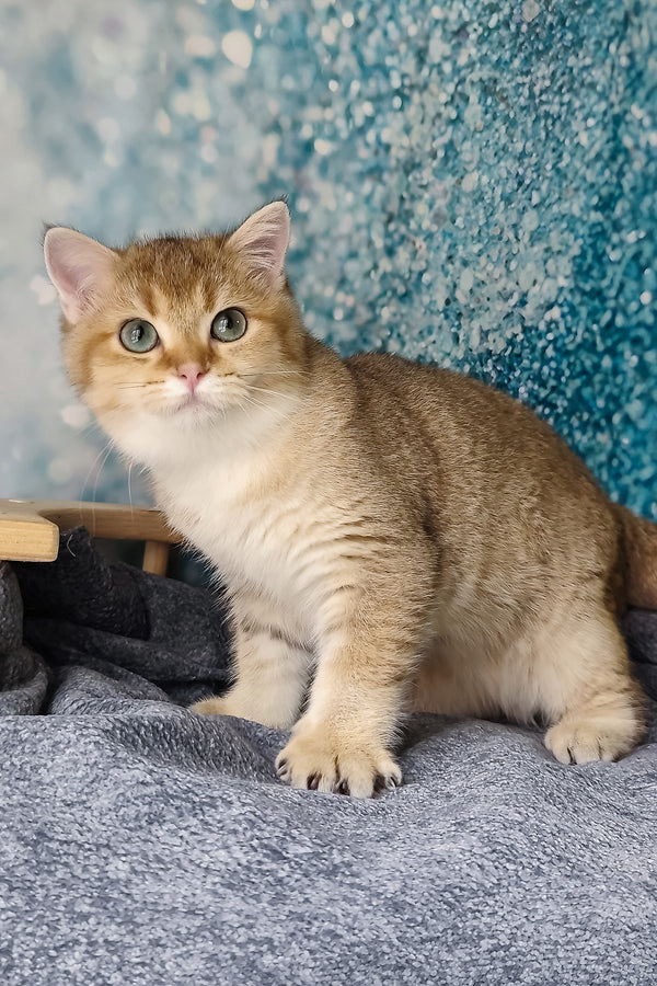 Jakob | British Shorthair Kitten