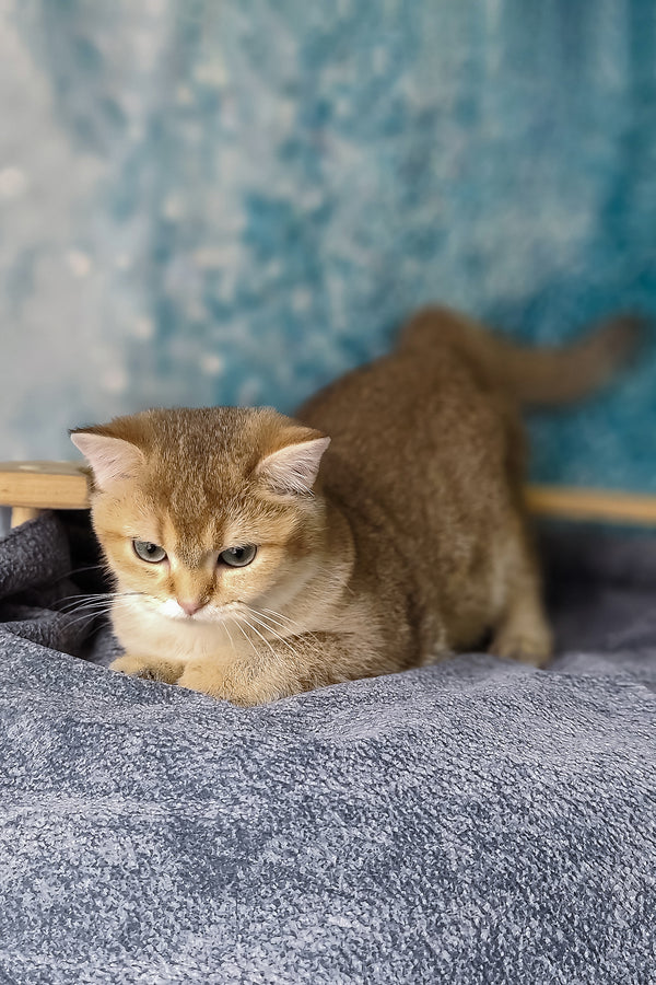 Jakob | British Shorthair Kitten