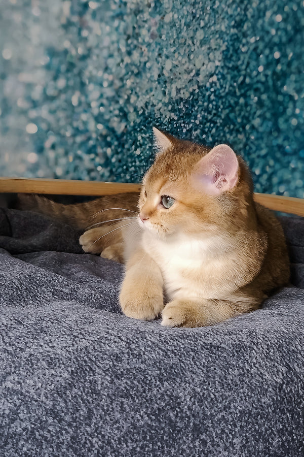 Jakob | British Shorthair Kitten