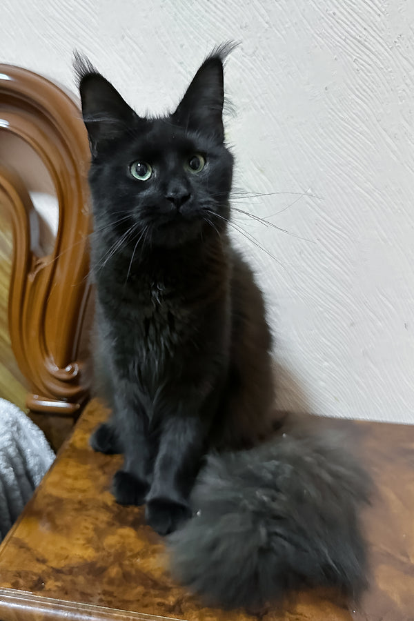 Carmel | Maine Coon Kitten