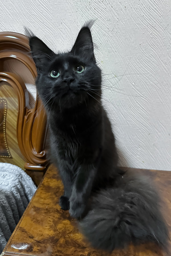 Carmel | Maine Coon Kitten