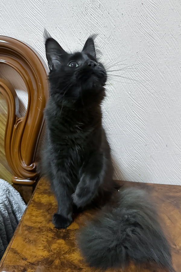 Carmel | Maine Coon Kitten