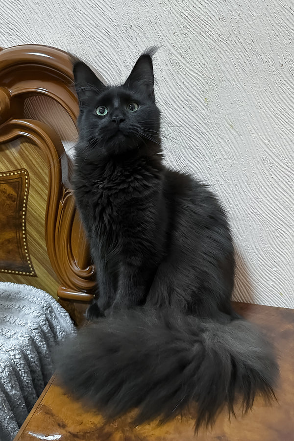 Carmel | Maine Coon Kitten