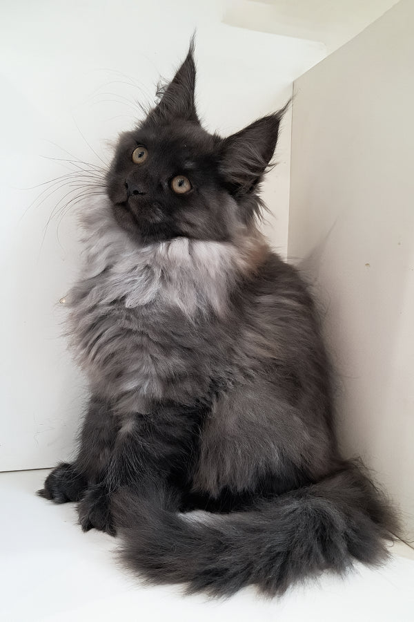 Carmen | Maine Coon Kitten