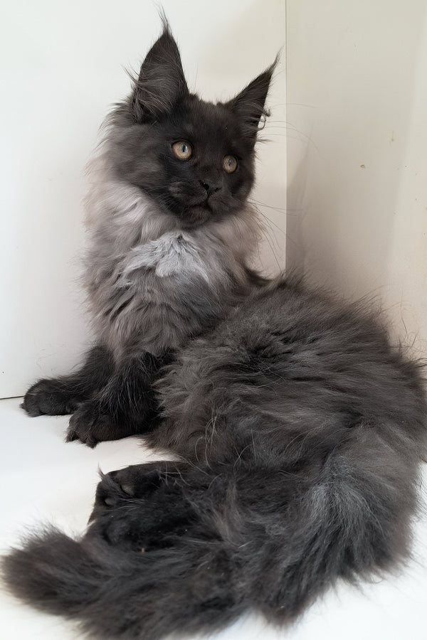 Carmen | Maine Coon Kitten