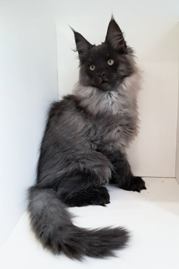 Carmen | Maine Coon Kitten