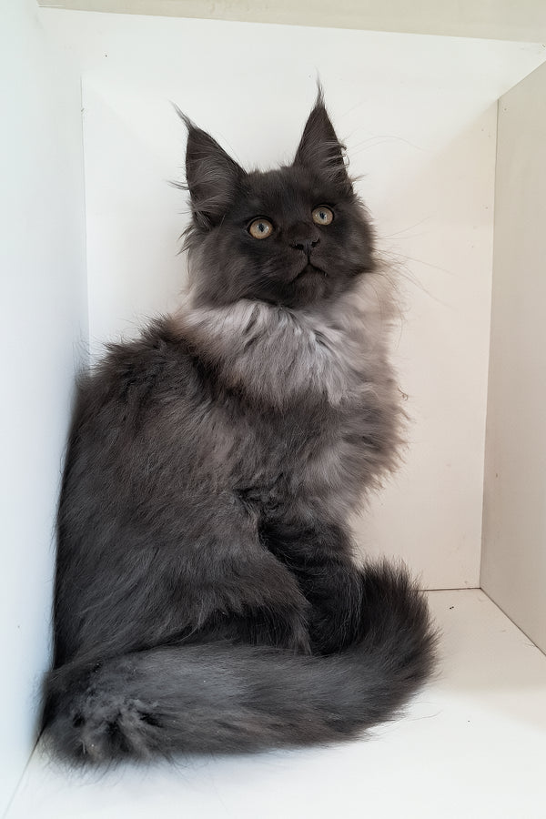 Carmen | Maine Coon Kitten