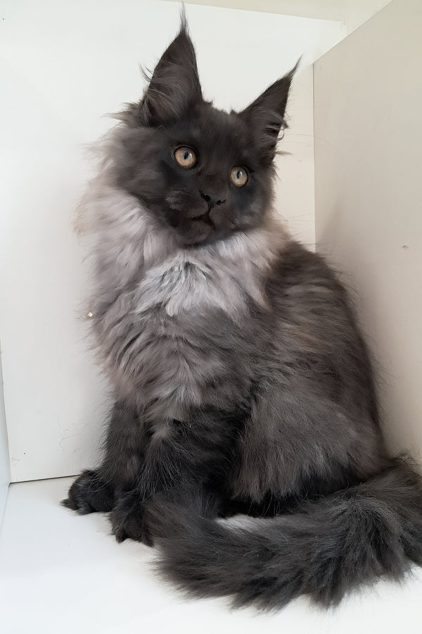 Carmen | Maine Coon Kitten