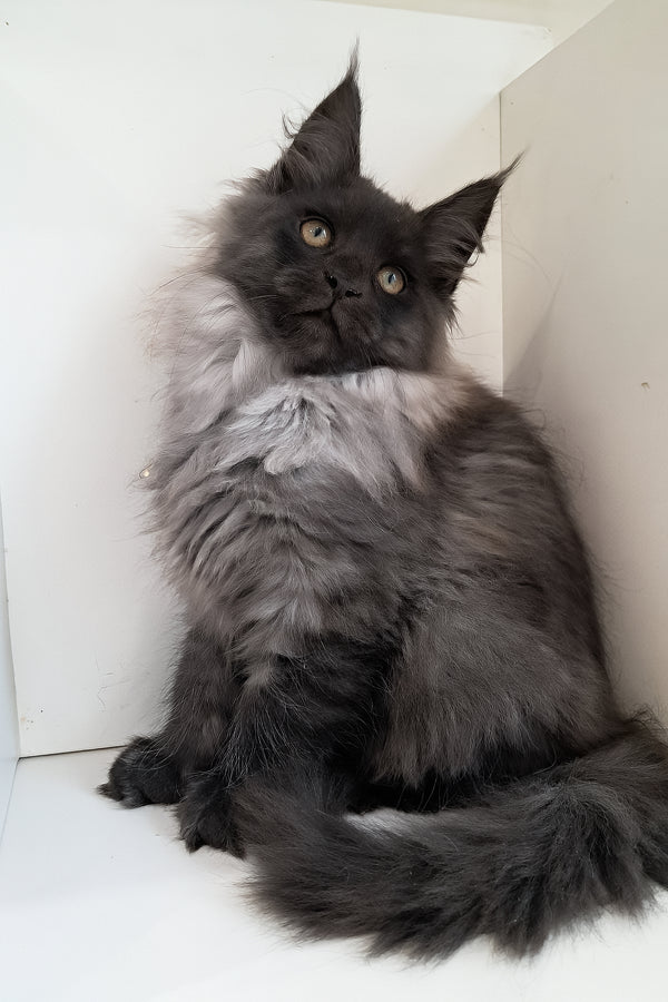 Carmen | Maine Coon Kitten