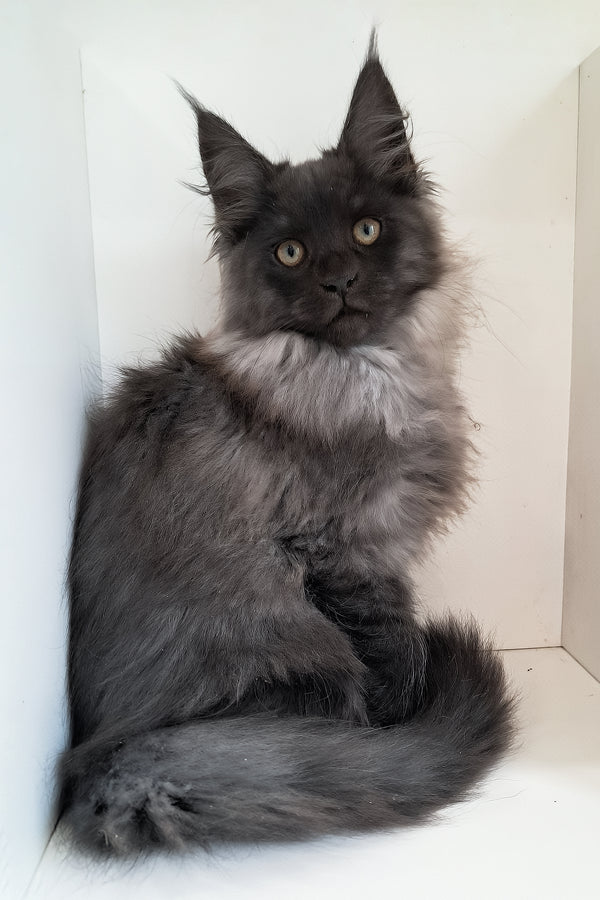 Carmen | Maine Coon Kitten