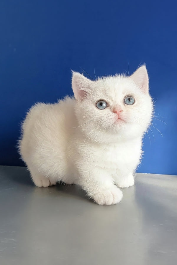 Carolina | Munchkin Kitten