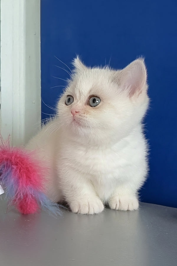 Carolina | Munchkin Kitten