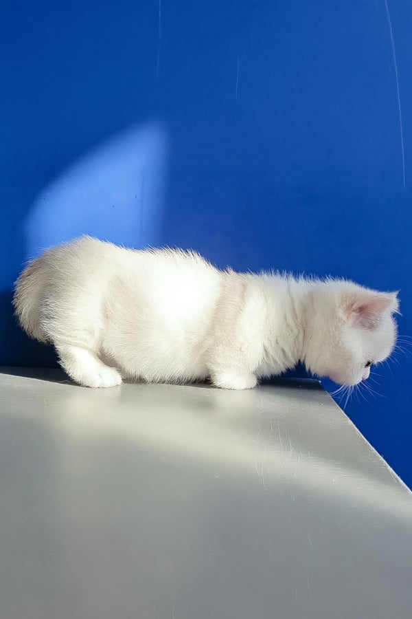 Carolina | Munchkin Kitten