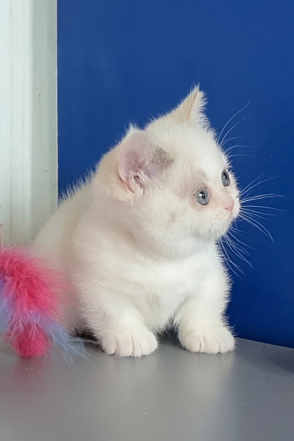 Carolina | Munchkin Kitten