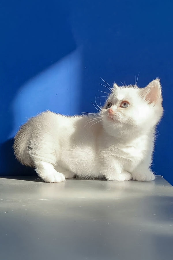 Carolina | Munchkin Kitten
