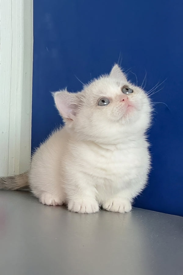 Carolina | Munchkin Kitten