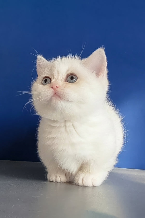 Carolina | Munchkin Kitten