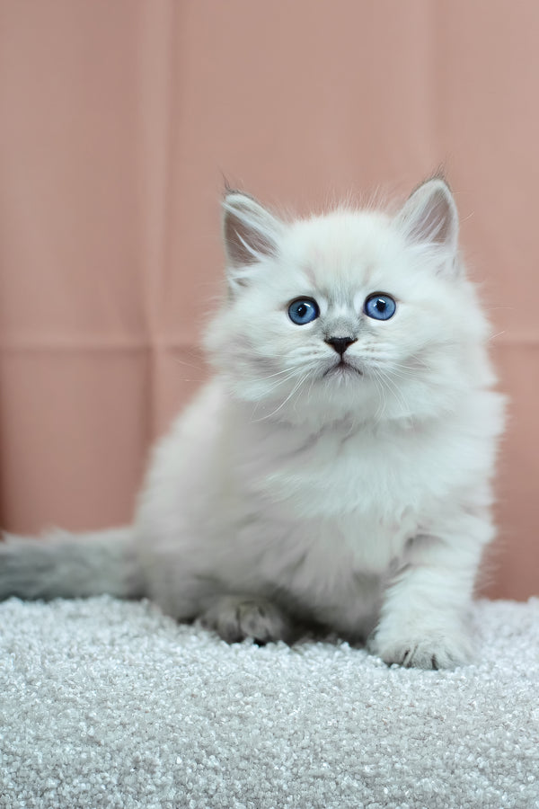 Centaur | Siberian Kitten