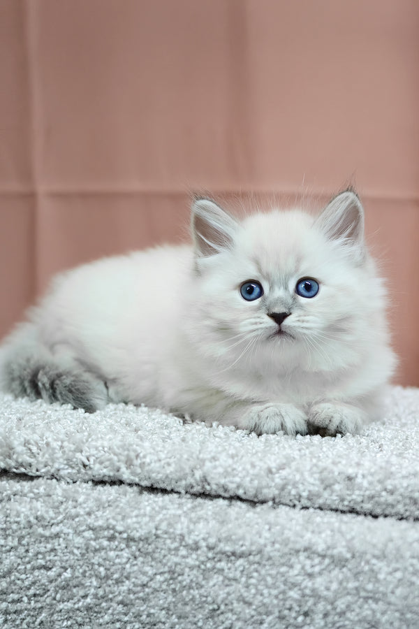 Centaur | Siberian Kitten