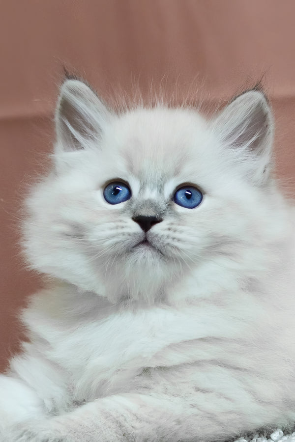 Centaur | Siberian Kitten