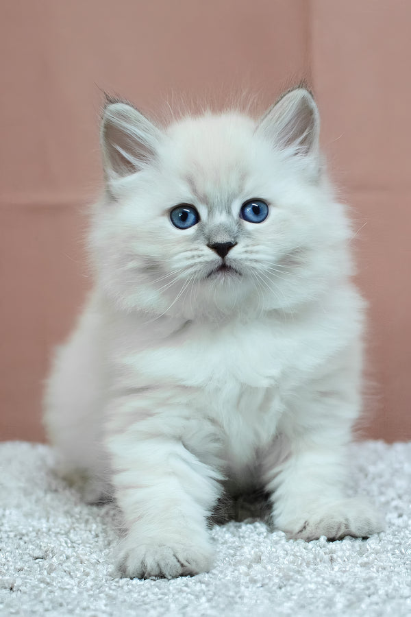 Centaur | Siberian Kitten