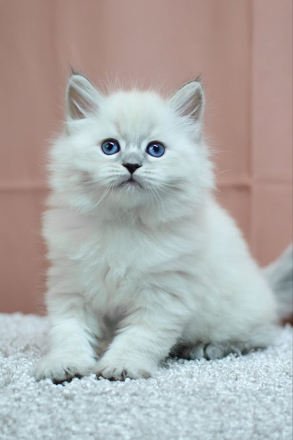 Centaur | Siberian Kitten