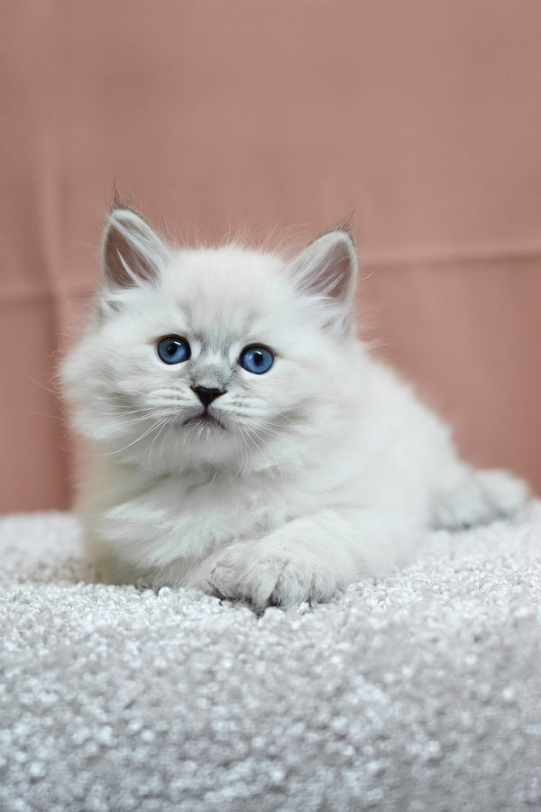 Centaur | Siberian Kitten